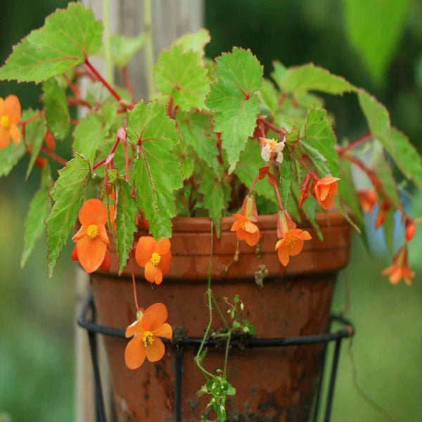 Begonia Suther landi "Papaya"