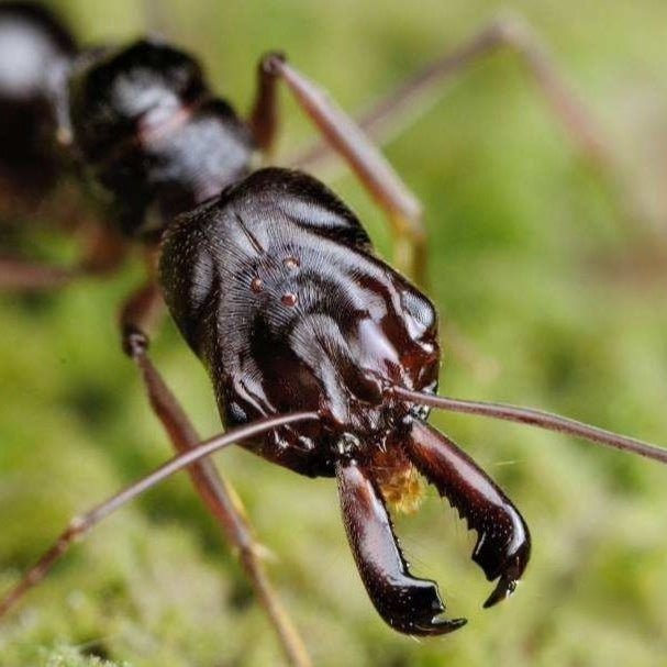 山大齒猛蟻 寵物螞蟻（Odontomachus monticola） - 森流 GreenFlow - 動植物造景專門店