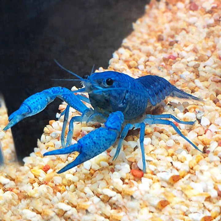 佛羅里達藍螯蝦 Electric blue lobster（ Procambarus alleni ） - 森流 GreenFlow - 動植物造景專門店