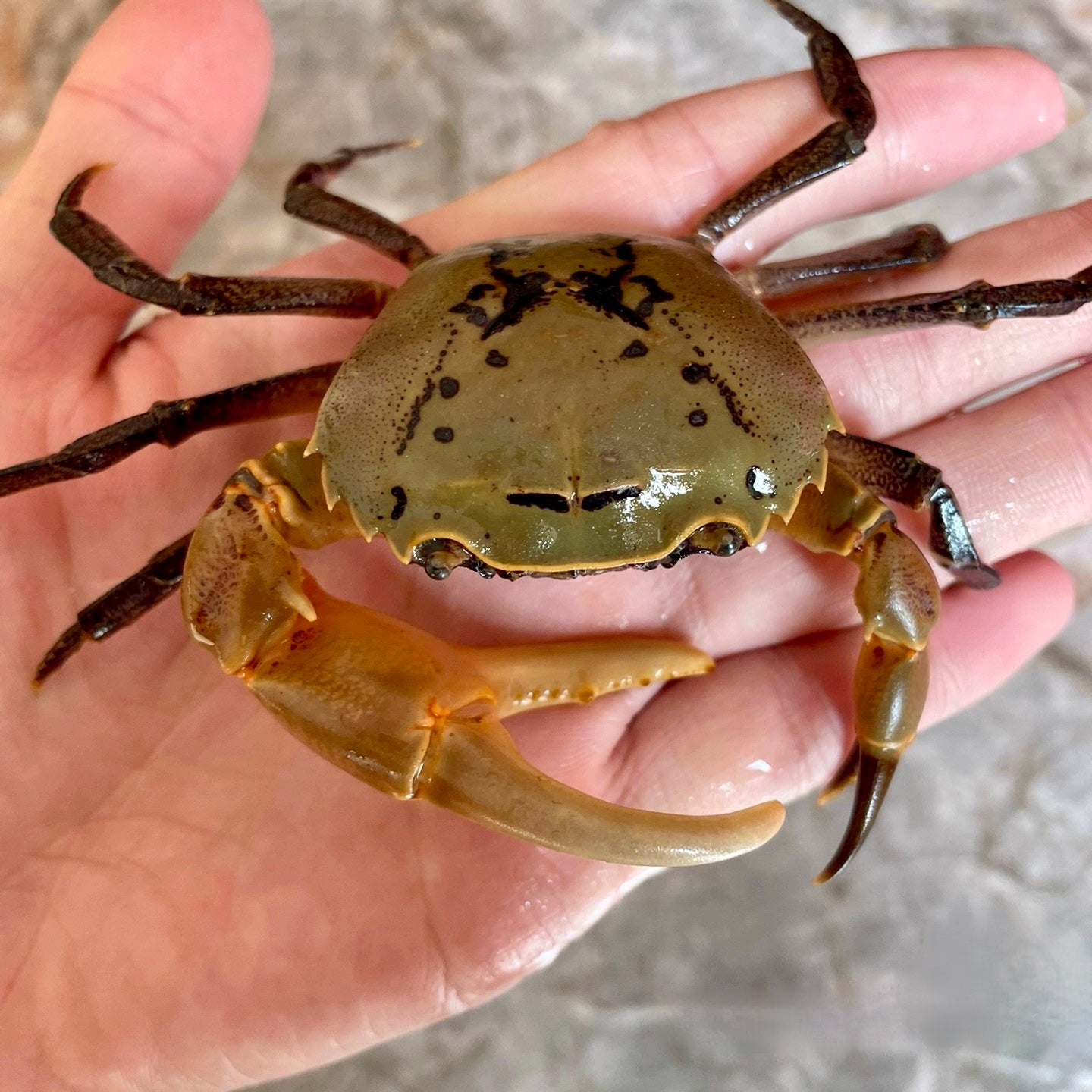 紫腿束腰蟹（可全水養） Yellow Green Samurai Crab (Somanniathelphusa sinensis)