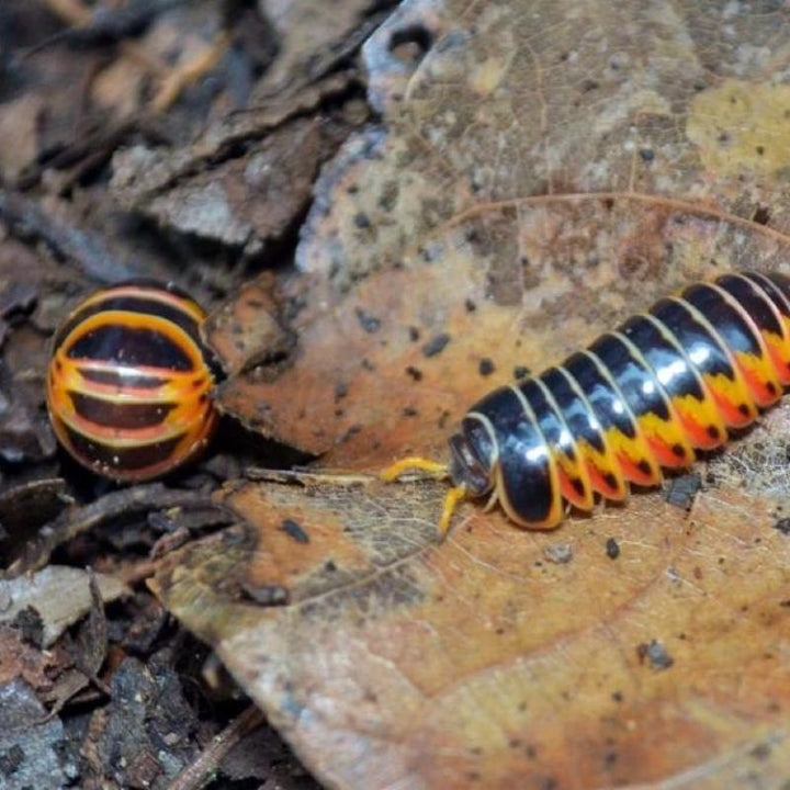 廣西火焰球馬陸 (Pill - Millipede 'Flame''Guang'xi'） - 森流 GreenFlow - 動植物造景專門店