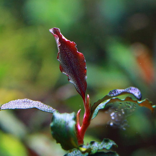 布朗尼幽靈辣椒榕 （Bucephalandra sp. 'Brownie Ghost X'） - 森流 GreenFlow - 動植物造景專門店