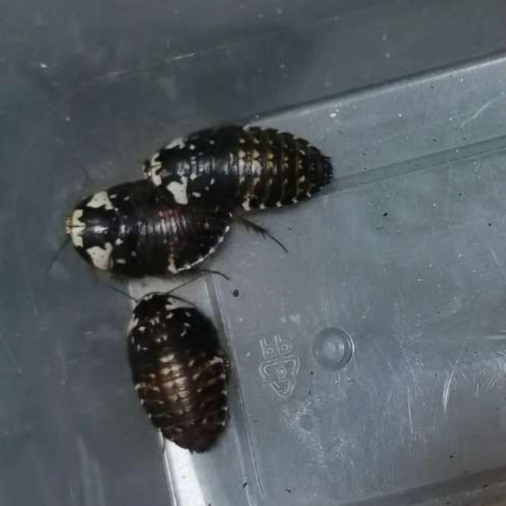 卡佛爾瓷蠊 / 白瓷蠊 Chrome Roaches （ Gyna cafforum ） - 門市現貨 - 森流 GreenFlow - 動植物造景專門店