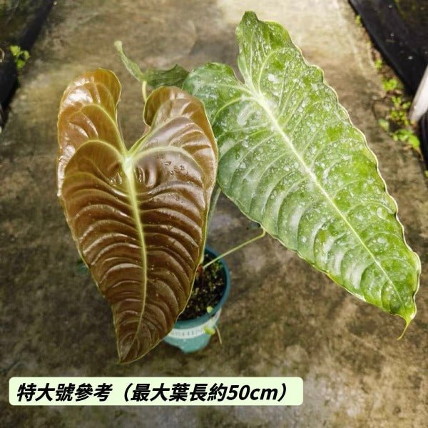 國王花燭 / 火鶴王花燭 ( Anthurium veitchii ) - 森流 GreenFlow - 動植物造景專門店