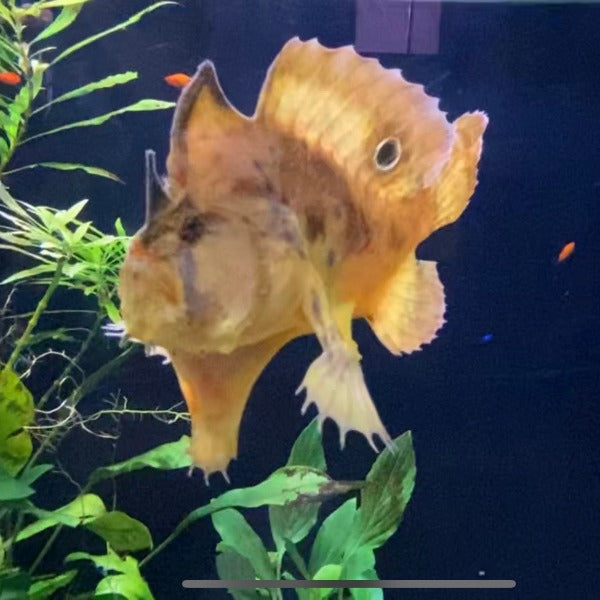 淡水五腳虎魚 / 鮟鱇魚 Freshwater frogfish （ Antennarius biocellatus ）-需預訂