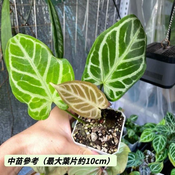 希望花燭 / 麗晶水晶花燭 （ Anthurium crystallinum ‘ Hope ’ ） - 森流 GreenFlow - 動植物造景專門店