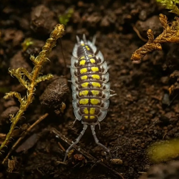 黃帶鼠婦 （ Porcellio haasi ‘ Light ’ ）