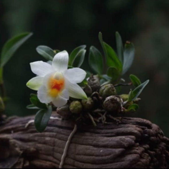 喉红石斛（Dendrobium christyanum Rchb. f.） - 森流 GreenFlow - 動植物造景專門店