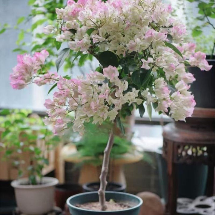 三角梅（Bougainvillea spectabilis Willd） - 森流 GreenFlow - 動植物造景專門店