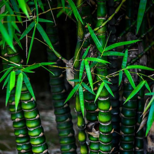 大型佛肚竹 Buddha belly ( Bambusa ventricosa ） - 森流 GreenFlow - 動植物造景專門店