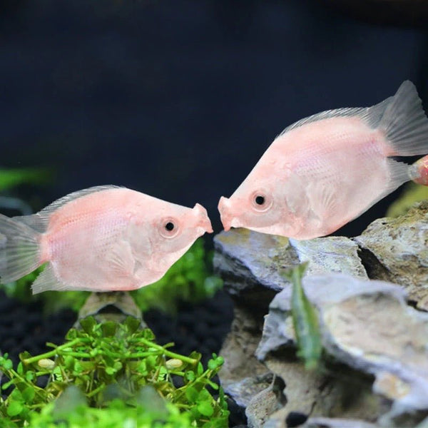 接吻魚/吻嘴魚 Kissing fish ( Helostoma temminkii ) - 森流 GreenFlow - 動植物造景專門店