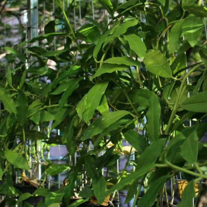 帝王球蘭 Hoya imperialis Red - 森流 GreenFlow - 動植物造景專門店