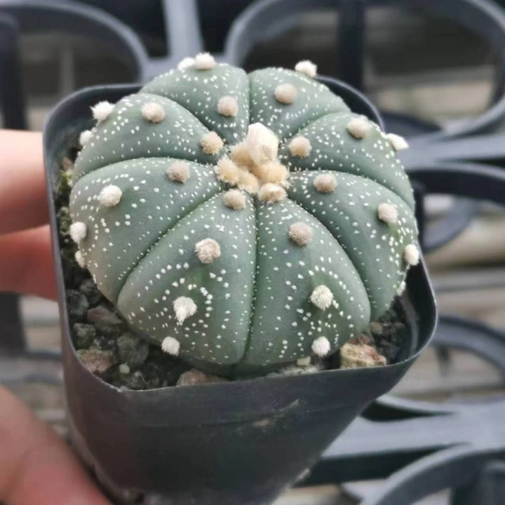 星兜（Astrophytum asterias）