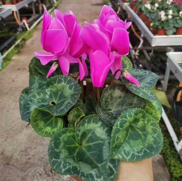 仙客來/韻紫（Cyclamen persicum Mill.）