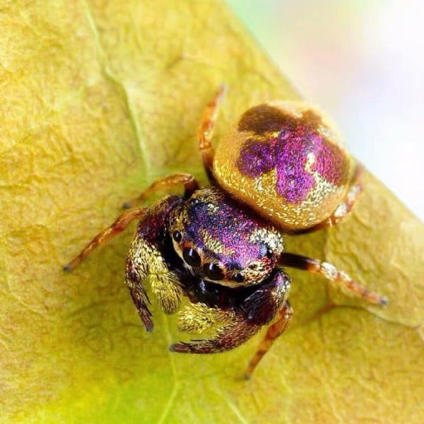 西邁塔跳蛛 Jumping Spider ( Simaetha sp. ‘Hong Kong’ )