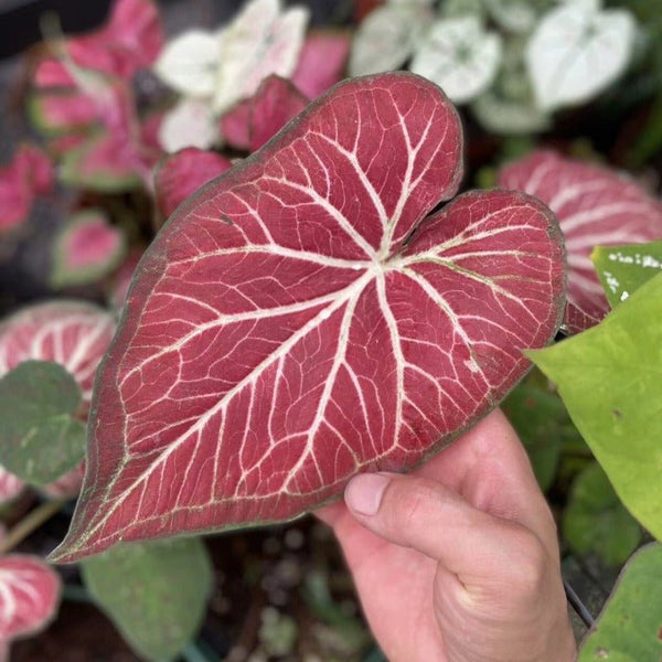 彩葉芋（Caladium Starburst） - 森流 GreenFlow - 動植物造景專門店