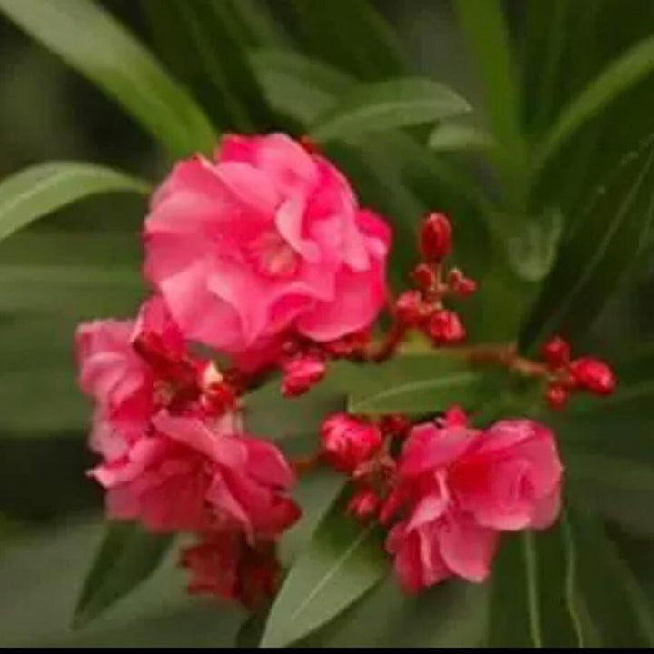 夾竹桃（Nerium oleander L.） - 森流 GreenFlow - 動植物造景專門店