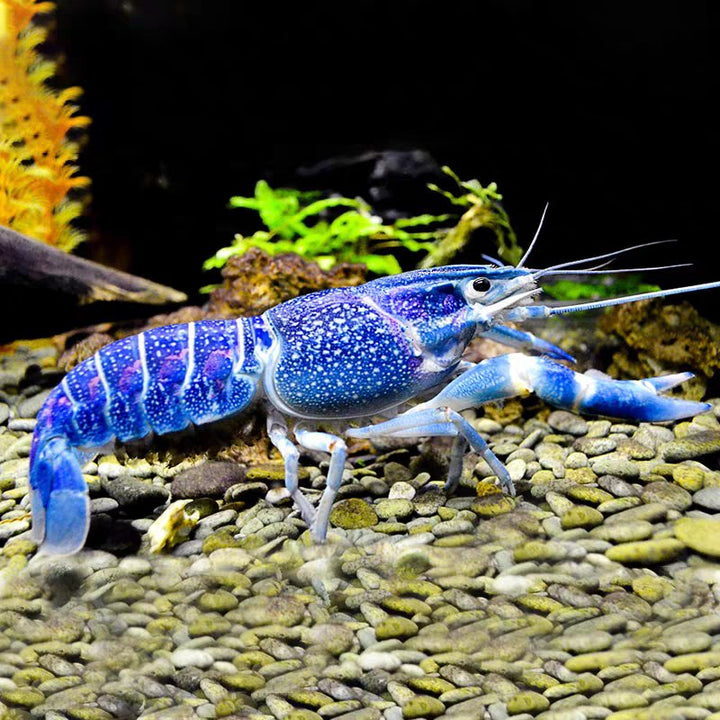 佛羅里達藍螯蝦 Electric blue lobster（ Procambarus alleni ） - 森流 GreenFlow - 動植物造景專門店