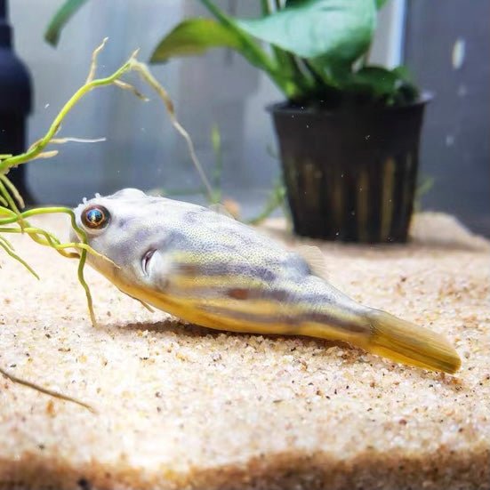 斑馬狗頭/斑馬雞泡魚 Fahaka Puffer (Tetraodon lineatus) - 森流 GreenFlow - 動植物造景專門店