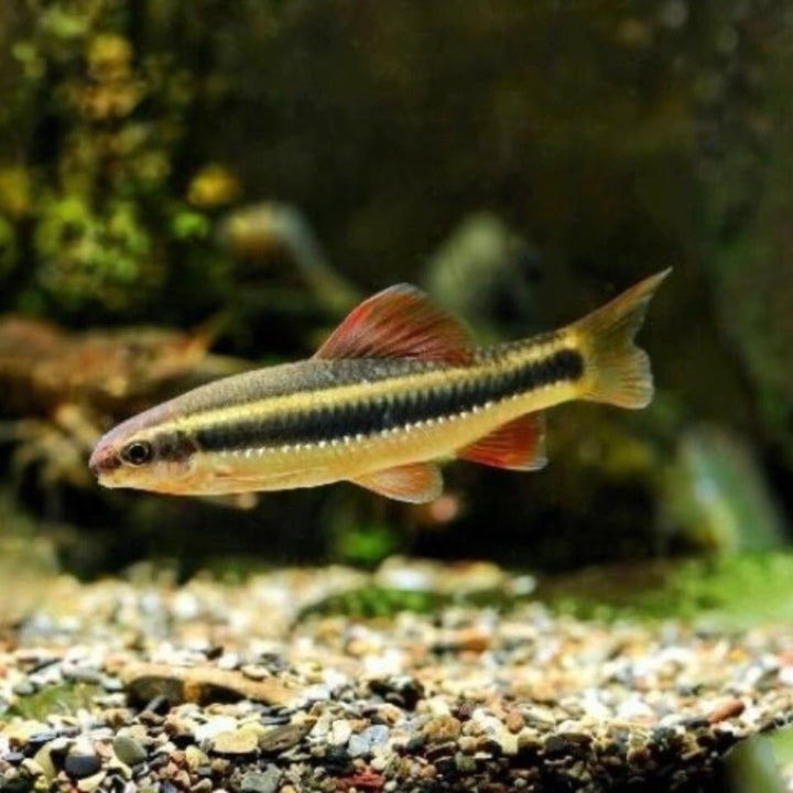 小鰁（ Sarcocheilichthys Parvus ） - 森流 GreenFlow - 動植物造景專門店