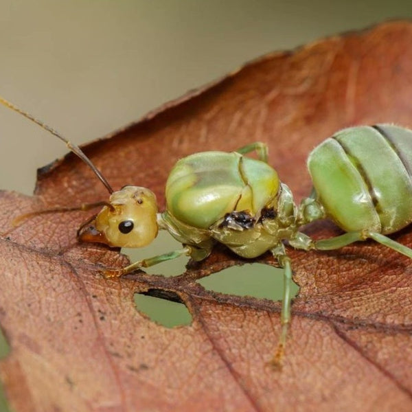 黃猄蟻 樹棲寵物螞蟻（Oecophylla smaragdina ）