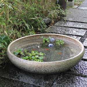 信楽焼 睡蓮盆 稻田魚水盆、金魚、蓮花水缸 日本水盆 60cm以上 [su - 0207] - 森流 GreenFlow - 動植物造景專門店