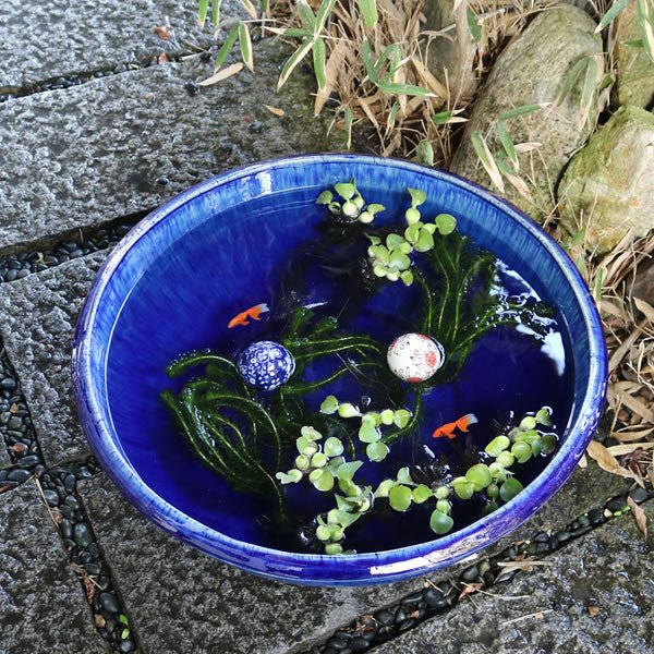 信楽焼 睡蓮盆 稻田魚水盆、金魚、蓮花水缸 日本水盆 50cm~60cm未満 [su - 0243] - 森流 GreenFlow - 動植物造景專門店