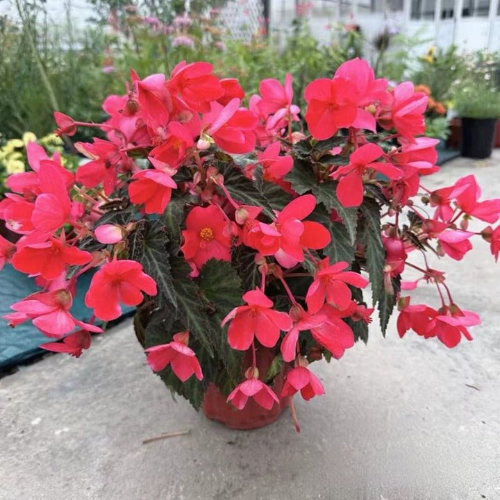 垂花球根秋海棠（Begonia × tuberhybrida illumination serise） - 森流 GreenFlow - 動植物造景專門店