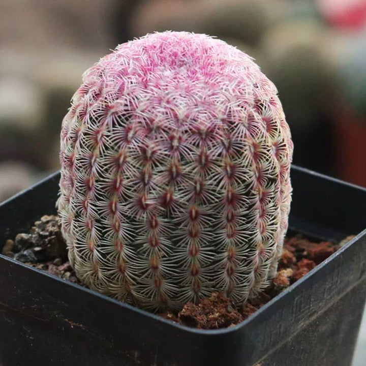 紅太陽（Echinocereus rigidissimus var. rubrispinus）