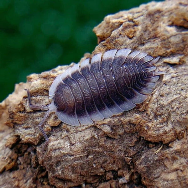 愛琴海鼠婦 / 希臘白邊鼠婦 Greek Shield Isopod （ Porcellio werneri ） - 1組/10隻 - 森流 GreenFlow - 動植物造景專門店