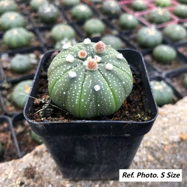 星兜（Astrophytum asterias）