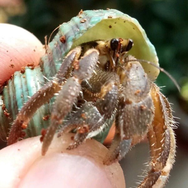 凹足寄居蟹 Cavipes Hermit Crab ( Coenobita cavipes ) - 森流 GreenFlow - 動植物造景專門店