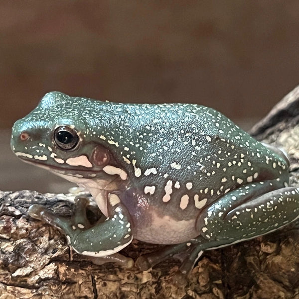 暴風雪澳洲藍老爺樹蛙（Litoria caerulea）