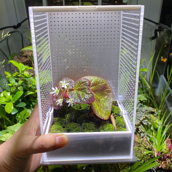 亞克力跳蛛/螳螂飼養盒 Jumping Spider Mantis Mini Enclosure Cage Terrarium - 森流 GreenFlow - 動植物造景專門店