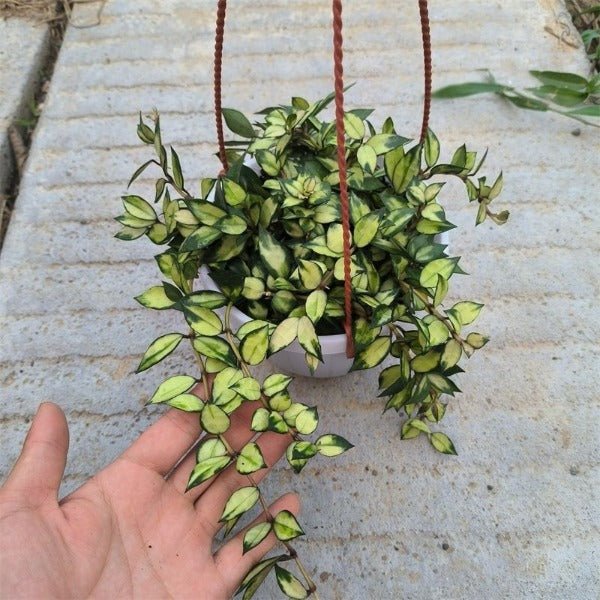 天涯毬蘭 ( Hoya lacunosa var. ) - 森流 GreenFlow - 動植物造景專門店