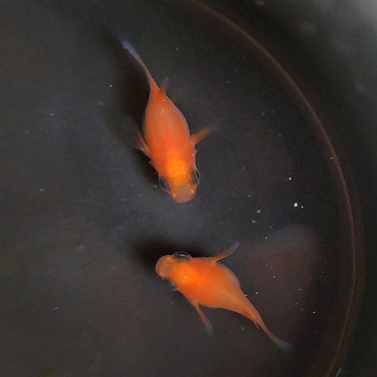 初戀球體青鱂稻田魚（ Oryzias latipes ）