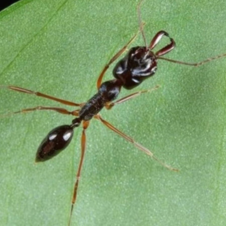 山大齒猛蟻 寵物螞蟻（Odontomachus monticola） - 森流 GreenFlow - 動植物造景專門店