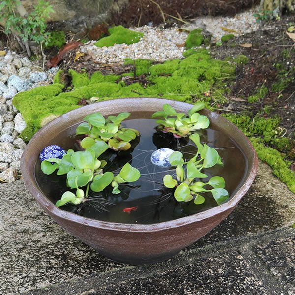 信楽焼 睡蓮盆 稻田魚水盆、金魚、蓮花水缸 日本水盆 50cm~60cm未満 [su - 0168] - 森流 GreenFlow - 動植物造景專門店