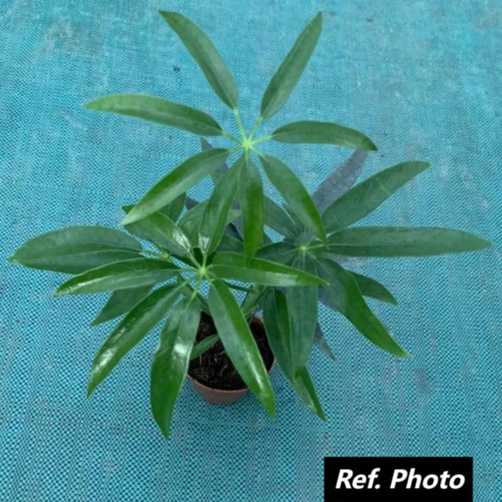 夏威夷鵝掌柴（Heptapleurum heptaphyllum (L.) Y. F. Deng） - 森流 GreenFlow - 動植物造景專門店