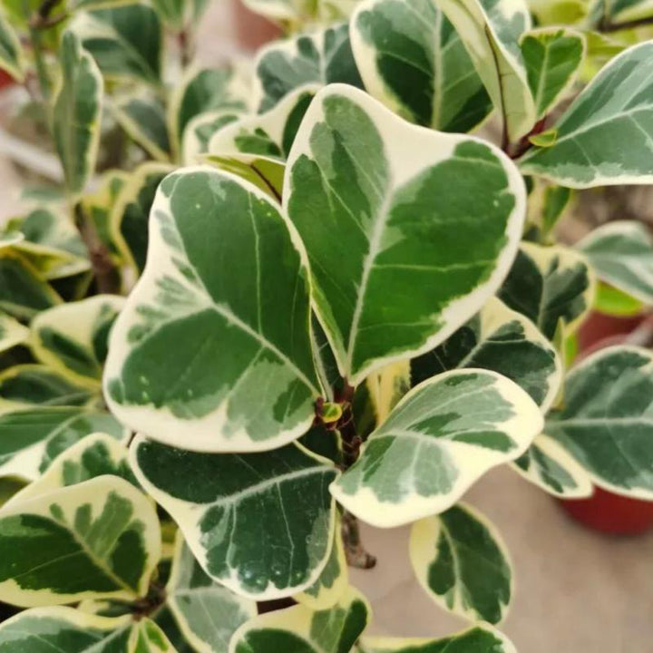 三角榕 Ficus triangularis - 森流 GreenFlow - 動植物造景專門店