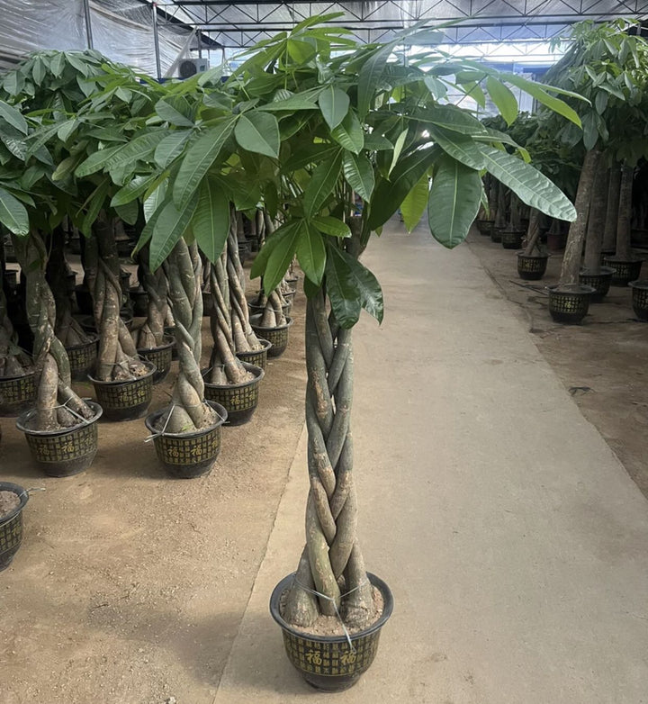 大型發財樹 Money Tree ( Pachira aquatica ) - 森流 GreenFlow - 動植物造景專門店