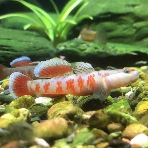 周氏吻蝦虎 （ Rhinogobius zhoui ） - 森流 GreenFlow - 動植物造景專門店