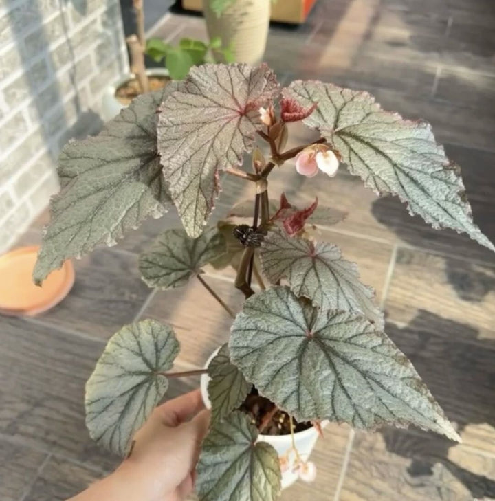 U093秋海棠 （ Begonia U093 ） - 森流 GreenFlow - 動植物造景專門店