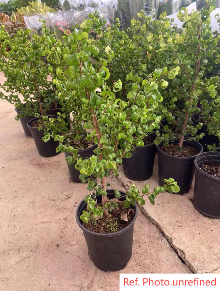 大型卷葉榕 捲葉榕 Ficus benjamina 'Barok' - 森流 GreenFlow - 動植物造景專門店