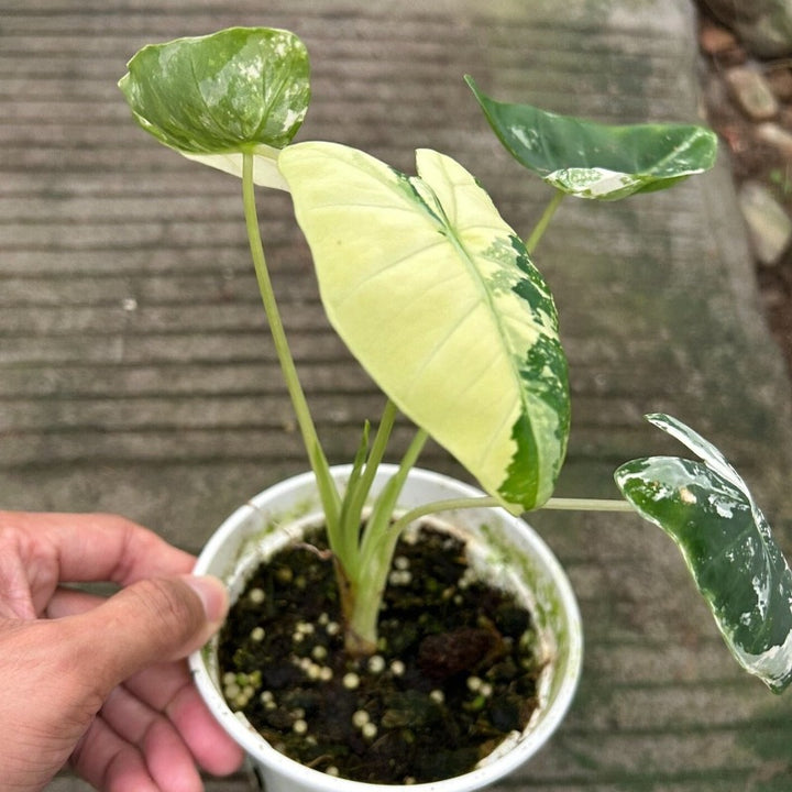 綠天鵝絨海芋錦（Alocasia Frydek）