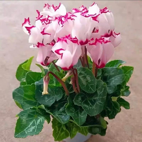 仙客來/彩雲（Cyclamen persicum Mill.）