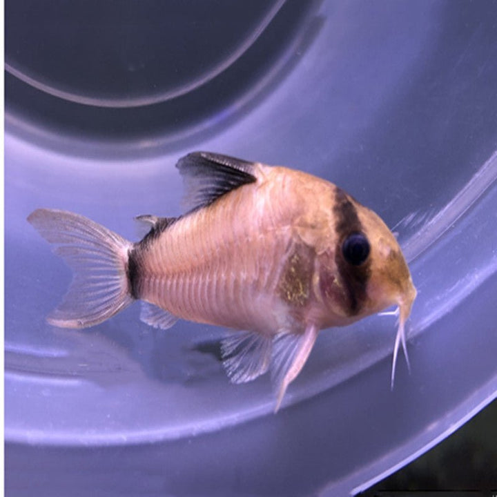 弓箭鼠 Bandit Cory (Corydoras metae) - 森流 GreenFlow - 動植物造景專門店