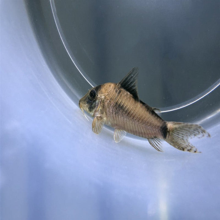 弓箭鼠 Bandit Cory (Corydoras metae) - 森流 GreenFlow - 動植物造景專門店