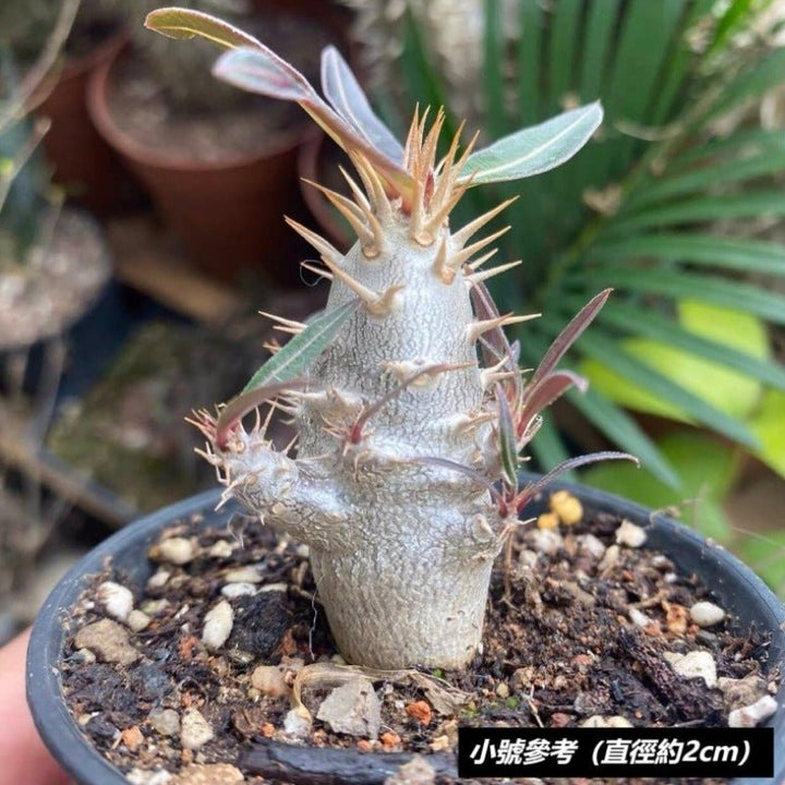 凱蒂棒槌（Pachypodium rosulatum ) - 森流 GreenFlow - 動植物造景專門店