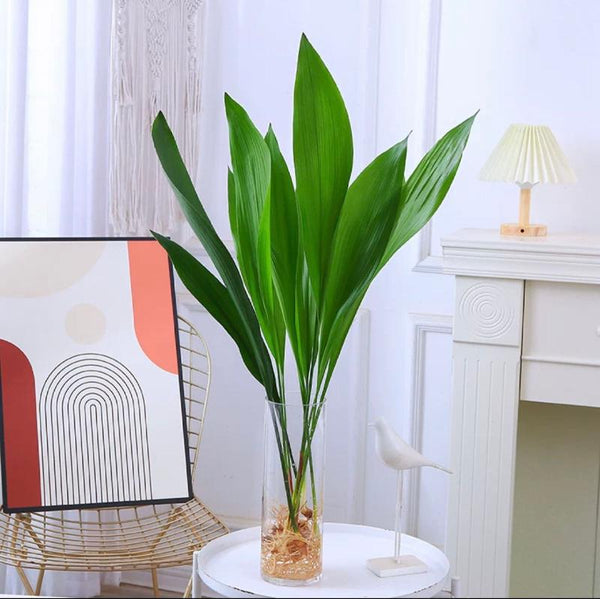 一叶兰 Cast Iron Plant (Aspidistra elatior Blume) - 森流 GreenFlow - 動植物造景專門店